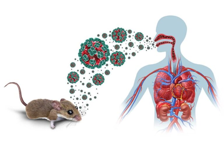Hantavirus spread